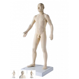 Mannequin Modèle Anatomique Du Corps Figure De Modèle D'art Corps