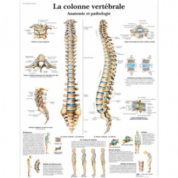 Planche Anatomique la Colonne Vertébrale