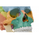 Crâne humain articulé didactique EZ 4708 - 22 pièces