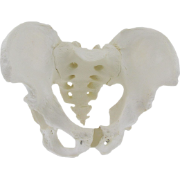 Des modèles anatomiques imprimés en 3D pour les étudiants en médecine