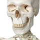 Squelette humain taille réelle Mediprem