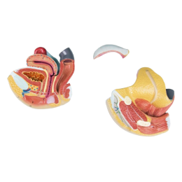 Modèle anatomique d'organes génitaux féminin Erler Zimmer, 4 pièces