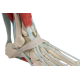 Squelette du pied avec ligaments Erler Zimmer