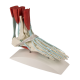 Squelette du pied avec ligaments Erler Zimmer