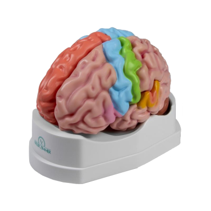 Modèle anatomique du cerveau avec régions et fonctions Erler Zimmer, 5 pièces