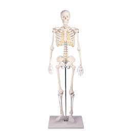 Physa Mini Maquette Squelette Humain Modèle Anatomique Avec Hernie En  Plastique PHY-SK-6 (45 cm, Cartilage Vert, Colonne Détaillée, PVC)