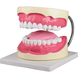 Modèle de soins dentaires agrandi Erler Zimmer