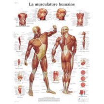 Affiches anatomiques pour enseignement médical